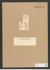 Cocconeis diaphanus W. Sm. (de-Toni-Nr.: Genus 40, Species 1858) Zeichnungen Sammlung Grunow Nr. 3685 (NHMW-BOT-W0371307)